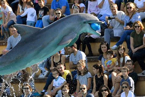 Dolphin attacking a swimmer in Oceania