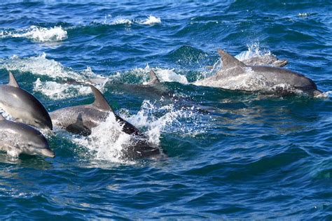 Dolphin attacks on humans can range from minor to severe