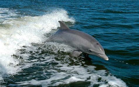 Dolphins are highly social creatures that live in complex societies with hierarchies and relationships