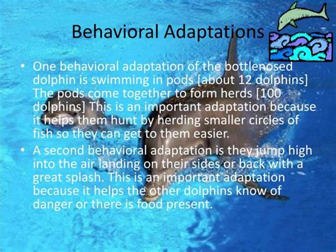 Dolphin behavioral studies