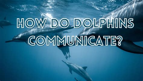 Dolphins communicating with each other