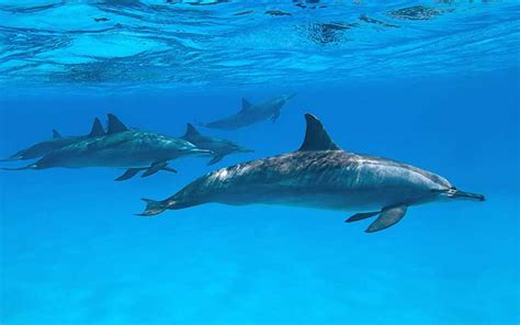 Dolphin conservation and threats to their populations