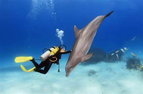 A dolphin diving into the depths