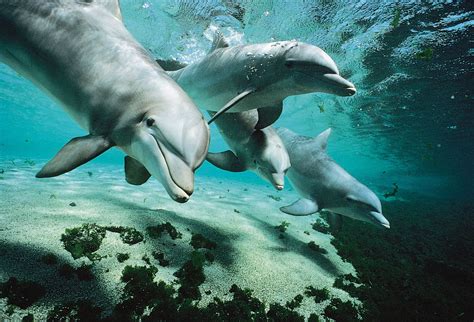 A dolphin family symbolizing protection and guidance