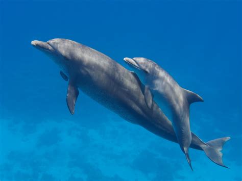 Dolphin habitat protection