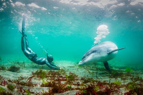 Dolphin human interactions