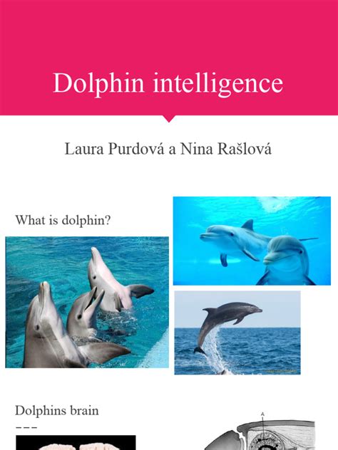 Dolphin intelligence research