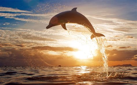 A dolphin leaping out of the water