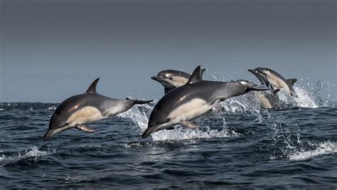 A group of dolphins swimming together