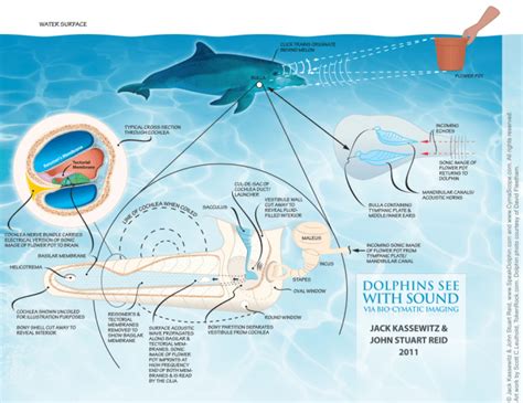 Dolphin research methods