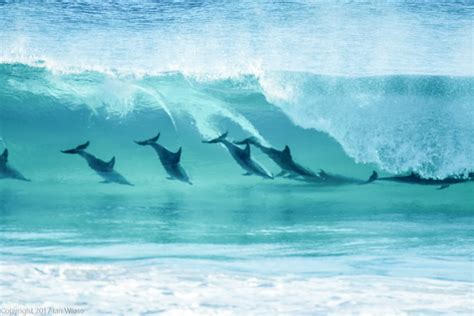 Dolphins surfing on the waves