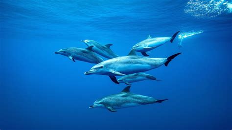 A dolphin swimming in the ocean