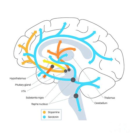 Dopamine and Serotonin Imbalance