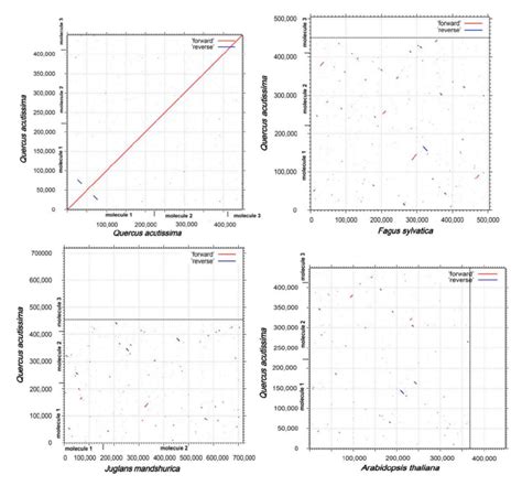 Dot Plot Analysis