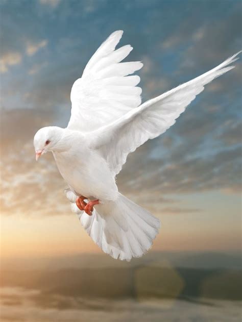 History of Dove Symbolism