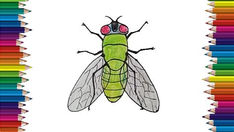 Drawing a Fly