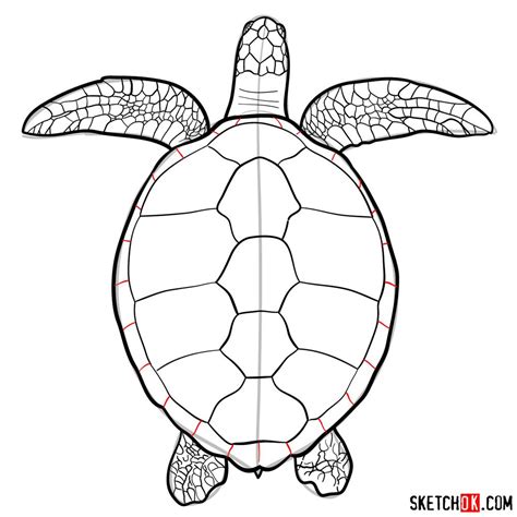 Draw Turtle