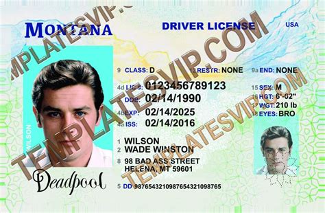 Driver License Template Vector Format PSD