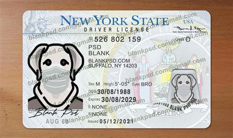 Driver License Template Vector PSD