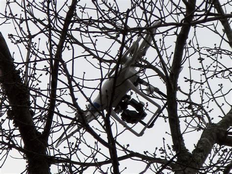 Drone stuck in tree