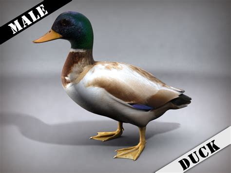 Duck 3D Model for Kids