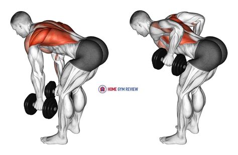 Dumbbell Bent-Over Row