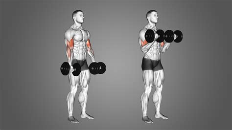 Dumbbell Bicep Curl