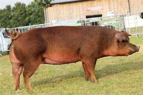 Duroc Breed Influence on Alpine Swine