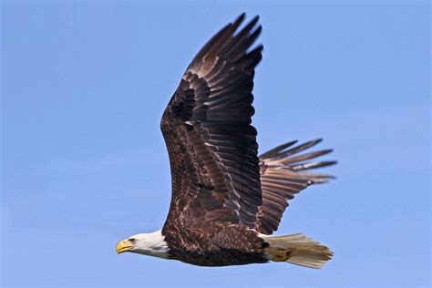 Eagle Adult Development