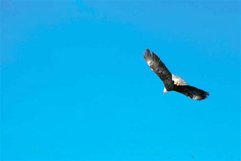 An eagle soaring through a clear blue sky