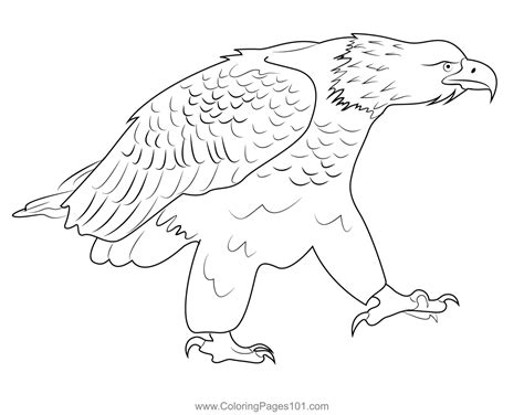 Eagle Coloring Pages PDF