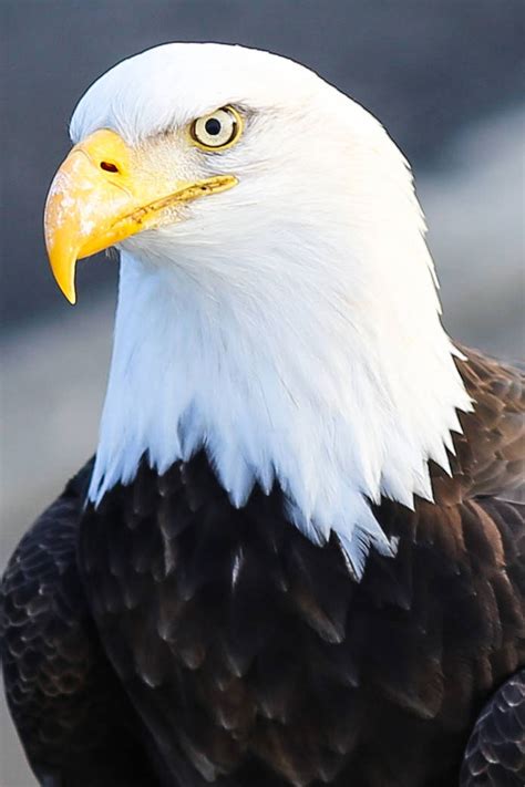 Conservation efforts to protect eagle populations