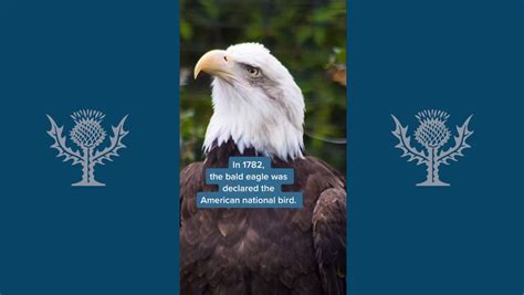 Conservation efforts to protect eagle populations