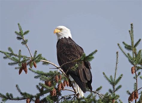 Eagle conservation efforts in action