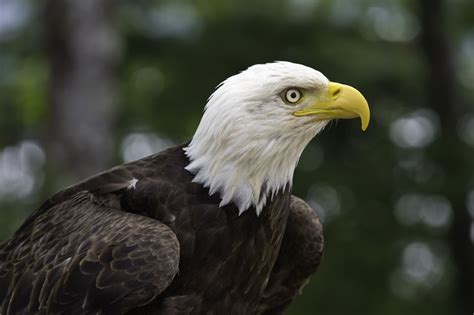 Eagle conservation status and protected areas