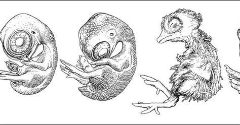 Eagle Embryo Development