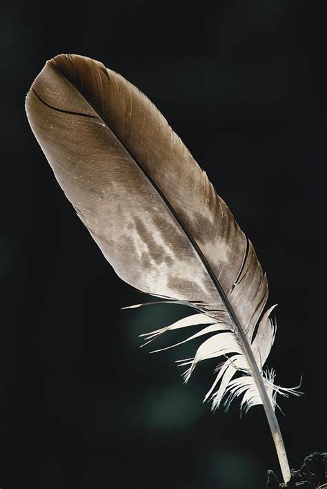 Eagle feathers in a tattoo design