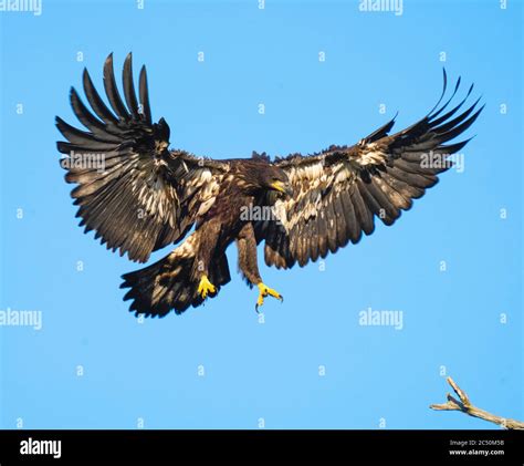 Eagle Fledgling Development