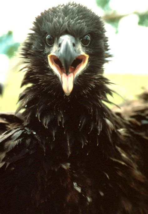 Eagle Fledgling Development