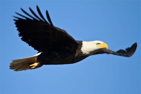 Eagle flight patterns and soaring techniques