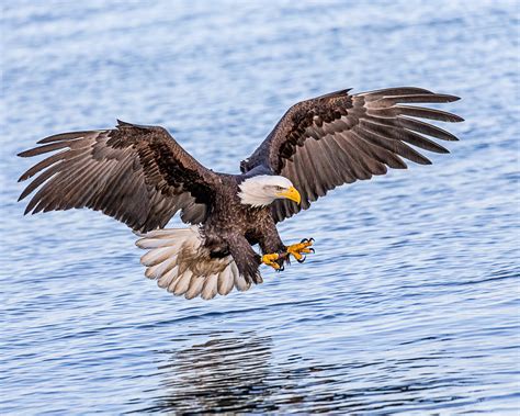 Eagle hunting in the wild