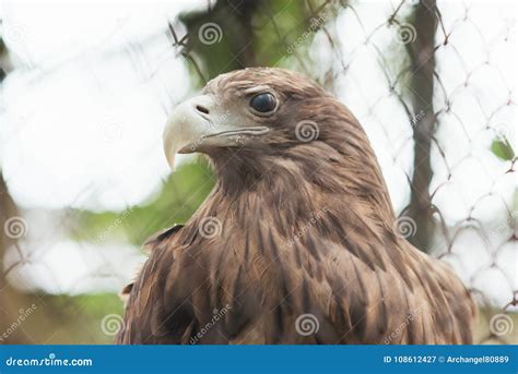 Eagle in a zoo enclosure