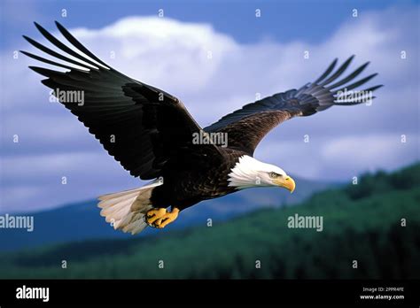 Eagle in flight silhouette with anticipation