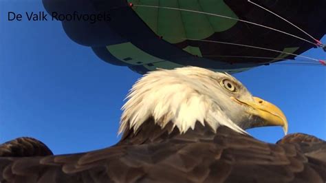 Eagle in flight silhouette with camera equipment