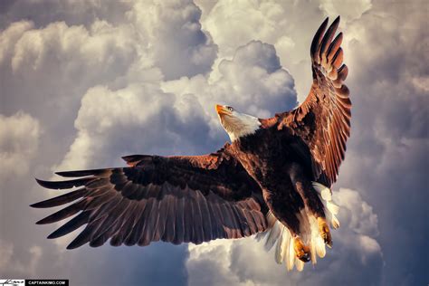 Eagle in flight silhouette with composition and framing