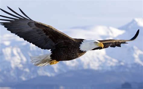 Eagle soaring in the sky