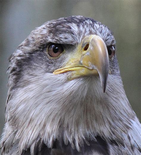 Eagle Juvenile Development