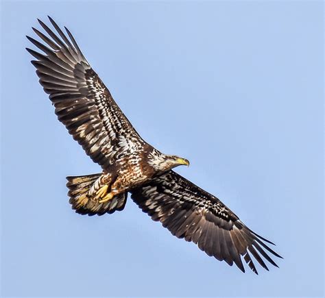 Eagle Juvenile Development