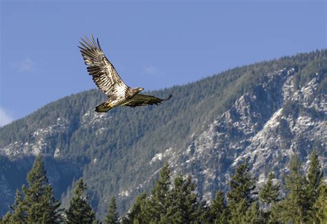 Eagle Migration Patterns