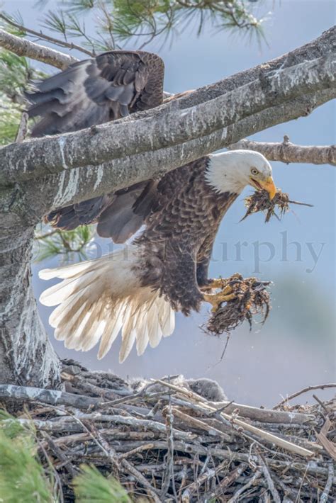 Eagle Nestling Development